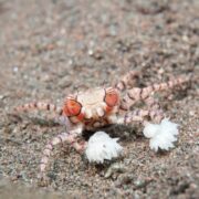 The CRAB - POM POM Lybia tessellata has distinctive orange markings, spiky white pincers like fluffy pom-poms, prominent eyes, and legs banded red and white as it stands on sandy ground.