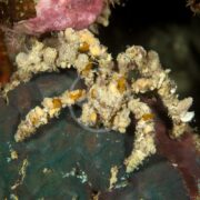 The CRAB - SPIDER DECORATOR Camposcia retusa, artfully camouflaged with sponges and corals, blends into the rocky underwater scene. Its spider-like legs feature vibrant textures and colors, ensuring it remains expertly concealed.