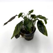 Blassii Cryptocoryne