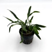 CRYPT LUCENS Cryptocoryne lucens