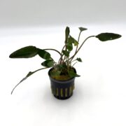 CRYPT UNDULATA Cryptocoryne undulata