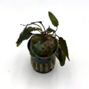 A small aquatic plant with green leaves in a black plastic pot filled with rock wool, placed on a white background.