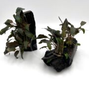 The CRYPT - WENDTII BROWN ON DRIFTWOOD features vibrant green aquatic plants, including the lengthy reddish leaves of Crypt. wendtii brown, beautifully contrasting with dark driftwood against a plain white background.