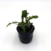 Crypt Willisi Cryptocoryne Willisi