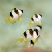 Four DAMSEL - BLACK BANDED Amblypomacentrus breviceps swim in clear water; their black and white stripes and yellow fins contrasting against a blurred background.