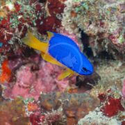 A DAMSEL - BLUE GOLD Pomacentrus coelestis glides near a colorful coral reef, surrounded by vibrant reds, pinks, and browns for a stunning underwater display.