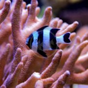 In an underwater scene, a small DAMSEL - FOUR STRIPED Dascyllus melanurus navigates around branching coral. The contrasting orange, textured coral enhances its black and white pattern against a softly blurred backdrop.
