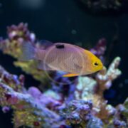 The DAMSEL - TALBOT Chrysiptera talboti, showcasing its bright yellow head and pinkish-purple body, swims gracefully near coral in an aquarium. A black spot on its back highlights the vibrant colors of the coral around it.