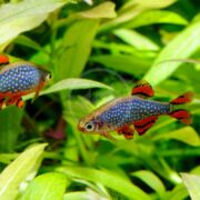 Two small celestial pearl danios (DANIO - CELESTIAL PEARL / GALAXY RASBORA Danio margaritatus) glide among lush green plants. With striking blue bodies, orange spots, and red-edged fins, the fish stand out against the blurred green foliage of their underwater world.