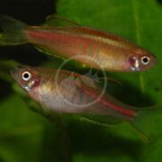 Two DANIO - CHOPRAE / GLOWLITE fish, similar to Celestichthys choprae, display iridescent bodies with horizontal red and blue stripes as they swim together against green leaves. Their fins are delicate and slightly translucent.