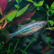 The DANIO - GIANT Devario aequipinnatus gracefully swims in a tank, showcasing its vibrant blue and orange stripes against a backdrop of lush green plants.