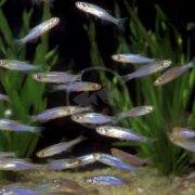 A school of DANIO - PEARL Danio albolineatus with silver bodies and iridescent blue-purple stripes swims in an aquarium, while green aquatic plants in the background create a serene display.