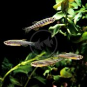 Four DANIO - ZEBRA Danio rerio with black and yellow stripes gracefully swim near green aquatic plants against a dark background.