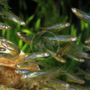 A school of small DANIO - ZEBRA LONGFIN Danio rerio with iridescent blue and silver stripes swims gracefully against green aquatic plants in a clear aquarium.