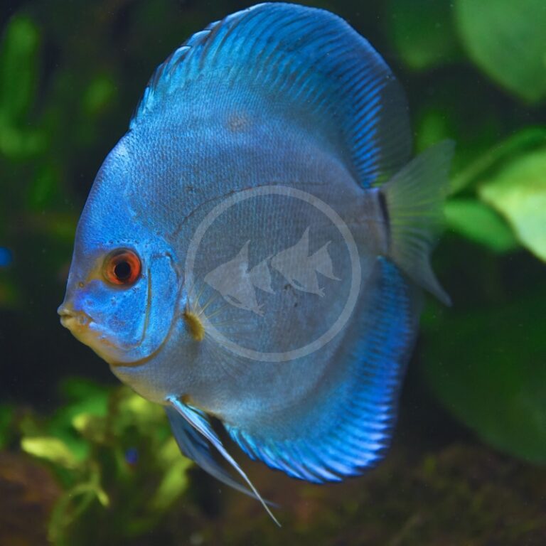 DISCUS BLUE DIAMOND Symphysodon aequifasciatus Aquatics Unlimited