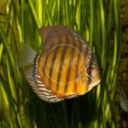 A vivid DISCUS - BROWN / WILD TYPE Symphysodon aequifasciatus with orange, blue, and brown stripes glides gracefully by green aquatic plants. Its round shape and striking red eye catch the light as it swims.