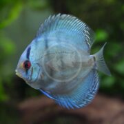 A DISCUS - COBALT BLUE Symphysodon aequifasciatus swims with its round body, red eyes, and patterned fins in focus against a blurred green backdrop, suggesting an aquatic environment.