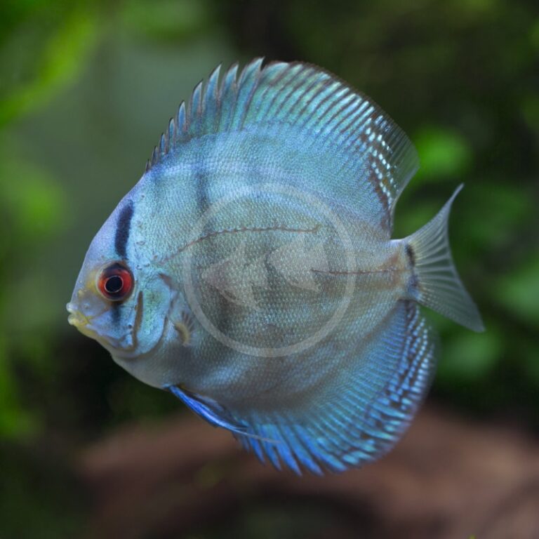 DISCUS COBALT BLUE Symphysodon Aequifasciatus Aquatics Unlimited