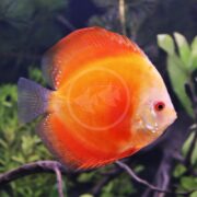 A vibrant Discus - Marlboro Red / Red Melon (Symphysodon sp.), showcasing circular patterns on its orange body, swims gracefully near green aquatic plants in a freshwater aquarium.