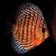 The DISCUS - ROYAL RED Symphysodon sp. features vibrant iridescent blue and orange stripes on a dark body, highlighting its round shape and striking red eye.