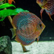 A vibrant DISCUS - SNAKESKIN Symphysodon sp. glides gracefully in the tank, with its blue and red swirls shimmering against lush green aquatic plants and a sandy substrate.