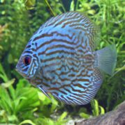 A striking blue DISCUS - TURQUOISE (Symphysodon aequifasciatus) with red eyes and vibrant turquoise and dark blue patterns swims by lush green aquatic plants, while a blurred background enhances its colorful scales and unique shape.