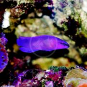 The DOTTYBACK - ORCHID Pseudochromis fridmani glides gracefully among colorful corals and rocks in a brightly lit aquarium, adding a flash of vibrant purple to enhance the underwater scene.