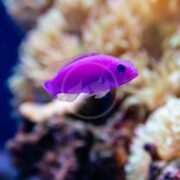 A vibrant DOTTYBACK - PURPLE PSEUDOCHROMIS (Pseudochromis porphyreus) glides smoothly by colorful corals in an aquarium, its vivid color and intricate fins highlighted against a blurred backdrop of various hues.