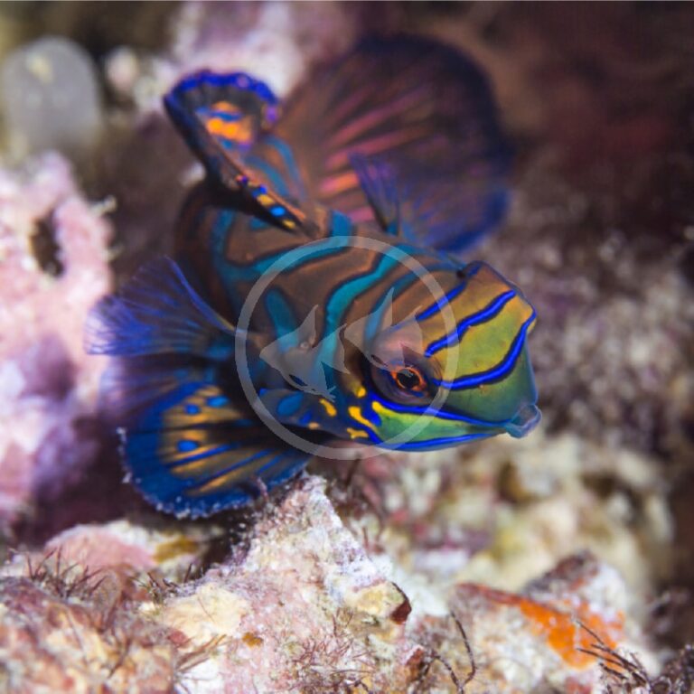 BLUE MANDARIN PAIR Synchiropus splendidus Aquatics Unlimited