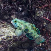 The vividly colored DRAGONET - SPOTTED MANDARIN Synchiropus picturatus features a green body adorned with blue and orange spots, complemented by translucent fins. Nestled near coral reefs and seaweed, it elegantly merges with its aquatic environment.