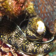 A MORAY SNOWFLAKE EEL - Echidna nebulosa with a speckled yellow and black pattern peeks from a coral reef, its coiled body against the vibrant backdrop and only its head visible.