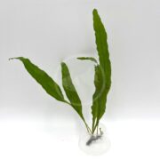 A FERN - JAVA Microsorum pteropus with elongated green leaves grows in a clear plastic container against a plain white background.