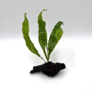 The FERN - JAVA ON DRIFTWOOD (Microsorum pteropus) features vibrant green leaves emerging from dark brown driftwood, creating a lively contrast against a plain white background that highlights its elegant simplicity.