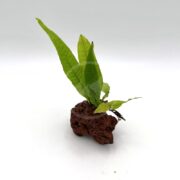 A small Java fern, Microsorum pteropus, with long green leaves is growing on a porous reddish-brown lava rock against a plain white background.
