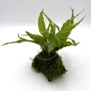 A FERN - JAVA ON XMAS MOSS COVERED DRIFTWOOD Microsorum pteropus & Christmas moss with elongated leaves thrives, resting against a plain white background.
