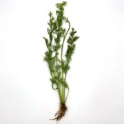 A bunch of fresh dill, with green feathery fronds and visible roots, evokes the delicate beauty of a FERN - WATERSPRITE LACELEAF Ceratopteris siliquosa, displayed on a white background.