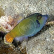 The FILEFISH - ORANGETAIL Pervagor melanocephalus, showcasing its vibrant blue face and orange fins, glides near the rocky seabed with shimmering patterned scales.