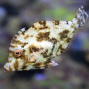 A close-up of a filefish with a flat, oval body and mottled brown and beige patterns swims underwater. Its large eye and small mouth are visible, with delicate fins along its back and belly.