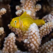 A vibrant GOBY - CLOWN CITRON (Gobiodon citrinus) with blue stripes swims among cream-colored coral in a dim aquatic setting, where the fishs colors contrast with the corals texture, crafting a striking underwater scene.
