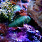 The GOBY - CLOWN GREEN WAR PAINT (Gobiodon atrangulatus) nestles among vibrant coral, surrounded by purple and orange hues, showcasing the vivid colors and textures of aquatic life.