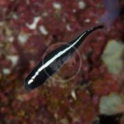 A sleek, dark fish similar to the GOBY - ENGINEER Pholidichthys leucotaenia, with a distinct white stripe, glides over a coral reef. The red, brown, and white hues of the reef create a vibrant backdrop for this graceful creature.