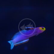 Against a dark backdrop, the GOBY - FIREFISH HELFRICHI Nemateleotris helfrichi displays its vibrant purple body with a yellow head. Its fins have bright edges for an iridescent effect. A circular watermark with fish silhouettes overlays the image, highlighting its beauty.