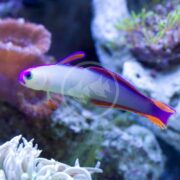 A GOBY - FIREFISH PURPLE (Nemateleotris decora) with a vivid purple body, red fins, and white underbelly swims gracefully near coral in an aquarium.