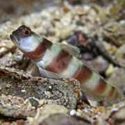 Close-up of a GOBY - MAGNUS PRAWN Amblyeleotris sungami, displaying striking brown and white horizontal stripes as it rests on gravel and stones on the ocean floor. Its eye is prominent, with fins that blend into its surroundings.