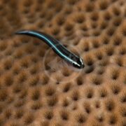 A close-up of the GOBY - NEON BLUE STRIPE AQUACULTURED Elacatinus oceanops, featuring its striking black and blue stripes as it swims over coral. The textured coral with small, round indents adds a unique backdrop to this vibrant marine scene.