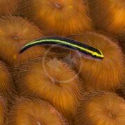 Neon Gold Stripe Goby