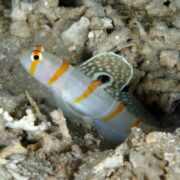Perched on a rocky seabed, the vibrant GOBY - ORANGE STRIPED PRAWN (Amblyeleotris randalli) features colorful orange stripes and blue-spotted dorsal fins, contrasting beautifully with the muted tones of surrounding coral and rocks in its natural habitat.
