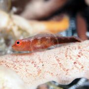 The GOBY - PYGMY RING-EYE Trimma benjamini is a small, vibrant orange fish with distinct red eyes, resting on textured coral. Its elongated body is speckled with darker spots, blending into the corals intricate pattern.