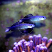 Two vibrant GOBY - SCISSORTAIL Ptereleotris evides with transparent fins swim near coral in an aquarium, with out-of-focus greenery enhancing the vivid fish colors and purple-toned coral in the foreground.