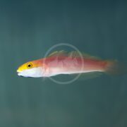 The GOBY - SLEEPER BELLA Valenciennea bella, a colorful fish with a yellow and pinkish-red gradient body, elegantly glides through clear water against a serene soft blue background.